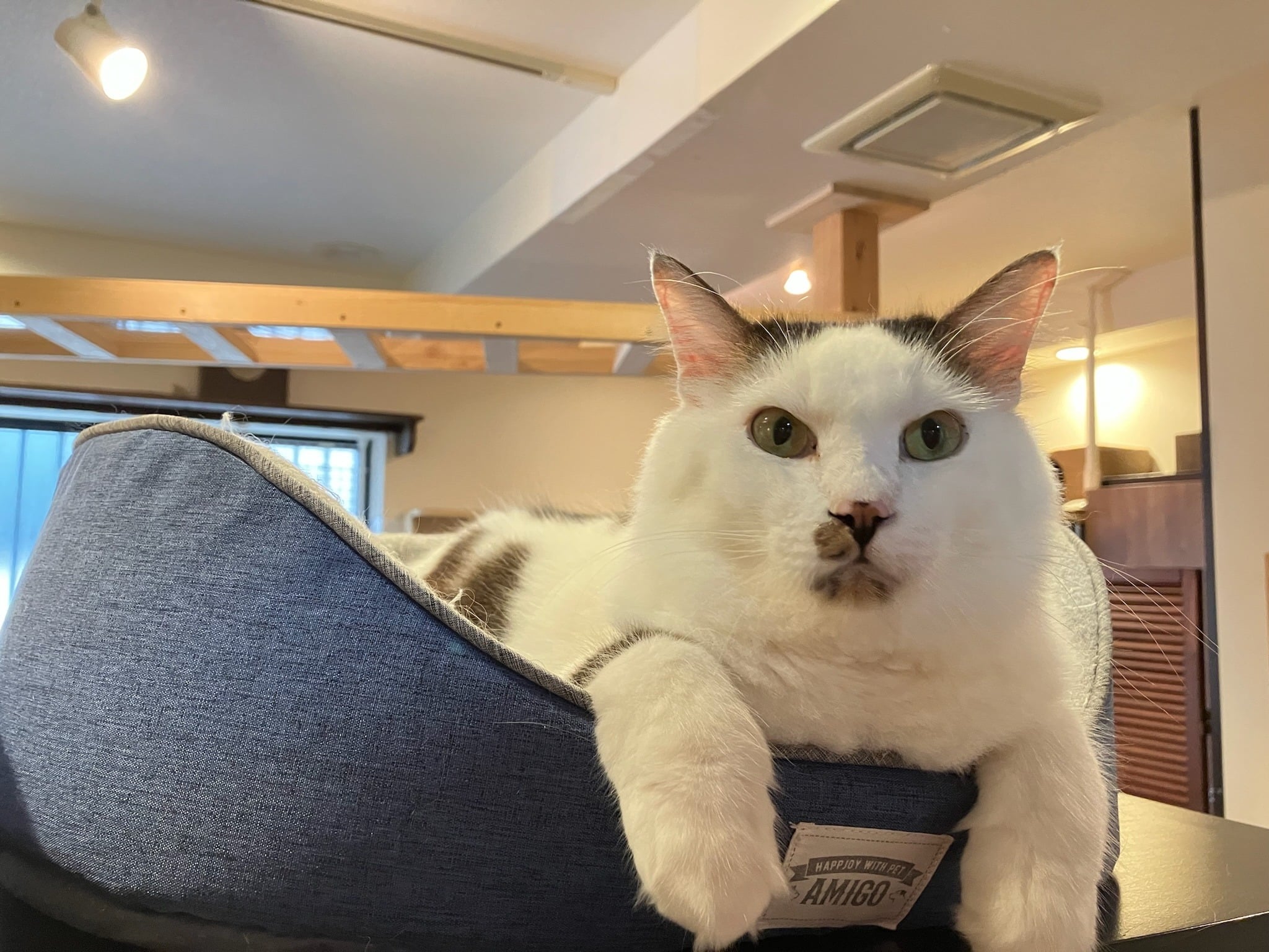 ほごねこるーむリアン公式HP